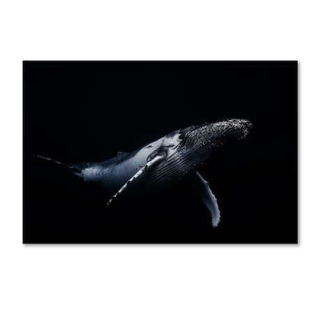 Barathieu Gabriel 'Black & Whale' Canvas Art,16x24